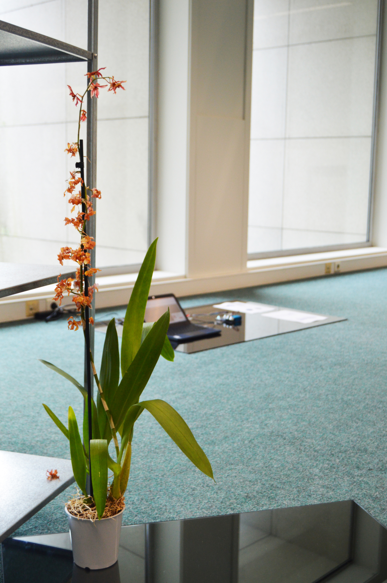 A photograph of a potted orchid plant with vibrant orange flowers, positioned on a mirror on the floor in the ‘HMV_II’ installation. A laptop and other electronic devices are visible in the background.