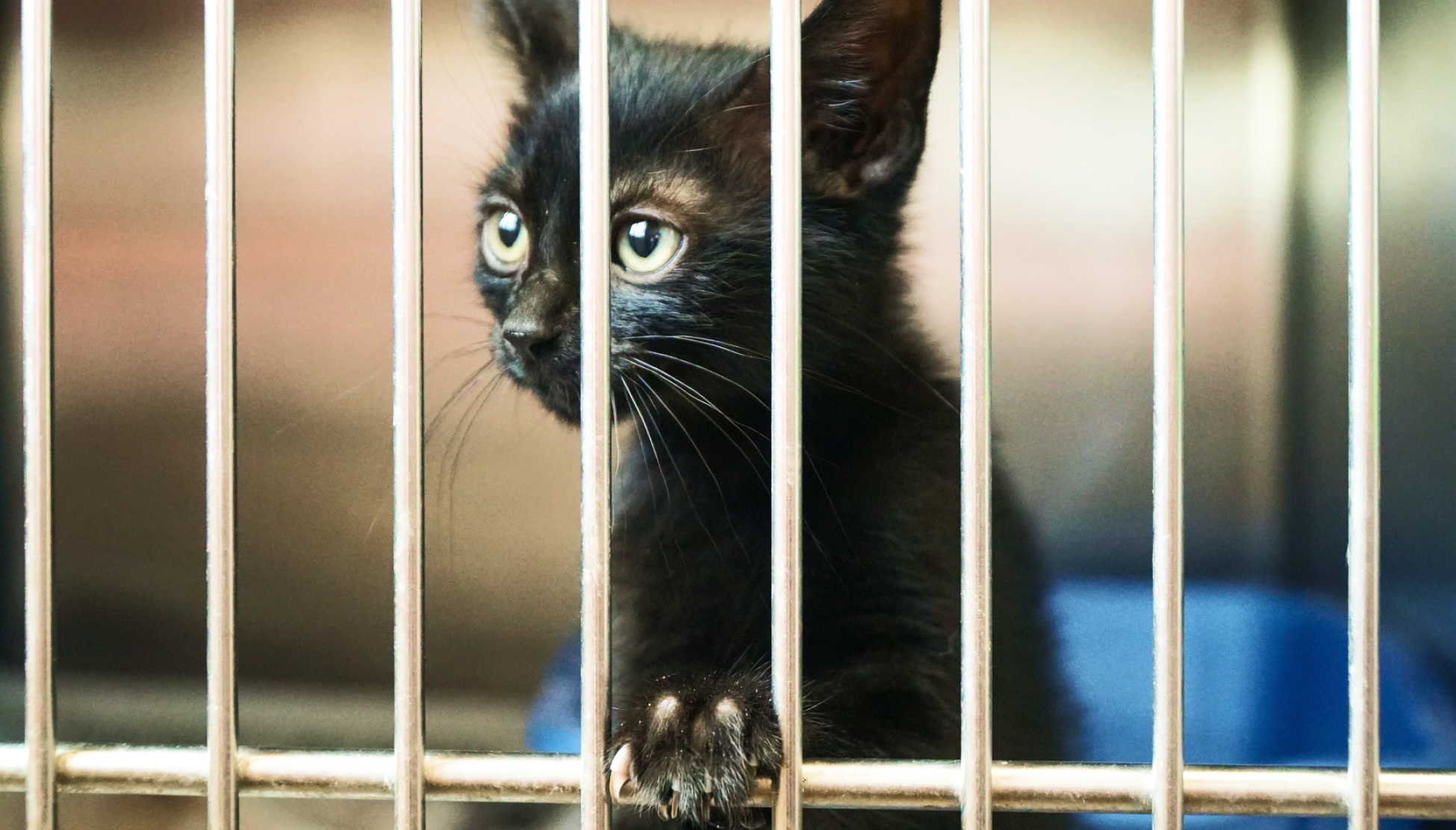 A small black kitten with striking green eyes is looking through metal bars of a cage. Its fur is shiny, and it has a curious expression. One paw is resting against the bars, suggesting a desire for interaction.